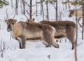 3 h electric snowmobile safari in Rovaniemi