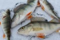 Kemijärvi: Insider Ice Fishing Experience