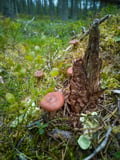 Lakeside Wilderness Escape