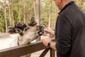Northern Elegance: Private Reindeer Safari & Fireside Picnic*****