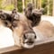 Northern Elegance: Private Reindeer Safari & Fireside Picnic*****