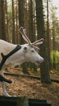 Reindeer Farm Visit with Photos