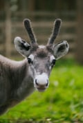 Reindeer Farm Visit with Photos