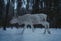 Reindeer Farm Visit with Photos