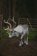 Reindeer Farm Visit with Photos