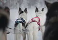 Husky Adventure with 6-10KM Husky Safari