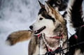 Husky Adventure with 6-10KM Husky Safari