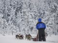 Husky Adventure with 6-10KM Husky Safari