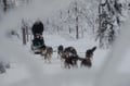 Husky Adventure with 6-10KM Husky Safari