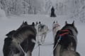 Husky Adventure with 6-10KM Husky Safari