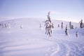 Backcountry skiing adventure in Levi