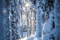 Backcountry skiing adventure in Levi