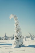 Riisitunturi & Frozen Waterfall Full Day Tour with Photos