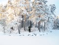 Winter Wonderland Hike in a National Park