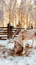 Levi Scenic Tour Reindeer Encounter and Snowshoe Adventure