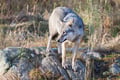 Ranua Wildlife Park - Small-Group Photography Tour