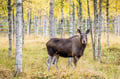 Ranua Wildlife Park - Small-Group Photography Tour