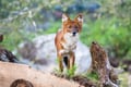 Ranua Wildlife Park - Small-Group Photography Tour