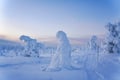 Magical snowy trees in Riisitunturi