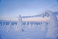 Beautiful frozen landscapes in Riisitunturi National Park