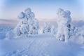 Magical snowy trees in Riisitunturi
