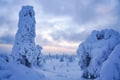 Snowy trees in Riisitunturi National Park