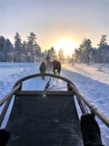 Husky and Snowmobiles Galore