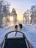 Husky and Snowmobiles Galore