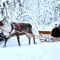 Reindeer farm and reindeer safari express 1 km, Levi