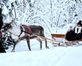 Reindeer farm and reindeer safari express 1 km, Levi