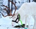 Reindeer farm and reindeer safari express 1 km, Levi