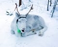 Reindeer farm and reindeer safari express 1 km, Levi