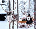 Reindeer farm and reindeer safari express 1 km, Levi