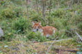 Day Trip to Ranua Wildlife Park in Summer & Autumn