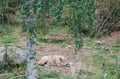 Day Trip to Ranua Wildlife Park in Summer & Autumn