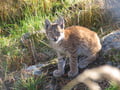 Day Trip to Ranua Wildlife Park in Summer & Autumn