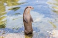 Day Trip to Ranua Wildlife Park in Summer & Autumn