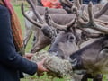Authentic Reindeer Farm & Ranua Wildlife Park