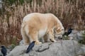 Day Trip to Ranua Wildlife Park in Summer & Autumn