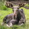 Day Trip to Ranua Wildlife Park in Summer & Autumn
