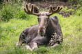 Day Trip to Ranua Wildlife Park in Summer & Autumn