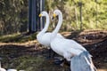 Day Trip to Ranua Wildlife Park in Summer & Autumn