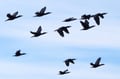 Arctic Ocean tours: North Varanger birds, whales and wildlife by boat (with transfer from Utsjoki)