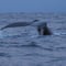 Arctic Ocean tours: North Varanger birds, whales and wildlife by boat (with transfer from Utsjoki)