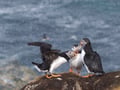 Arctic Ocean tours: North Varanger birds, whales and wildlife by boat (with transfer from Utsjoki)
