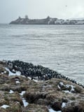 Arctic Ocean tours: North Varanger birds, whales and wildlife by boat (with transfer from Utsjoki)