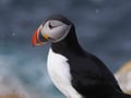 Arctic Ocean tours: North Varanger birds, whales and wildlife by boat (with transfer from Utsjoki)