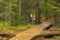 Vaattunkiköngäs Trail Arctic Circle Forest Hike