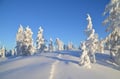 Backcountry Ski Adventure in Lapland (Beginner)