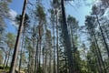 Helsinki: Nuuksio National park hiking with campfire lunch